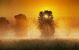Trees In Misty Sunrise_24551